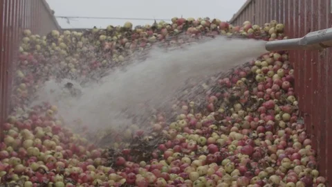 Industrial Juice Factory. Fresh Fruits Passing The Conveyor Stock Footage