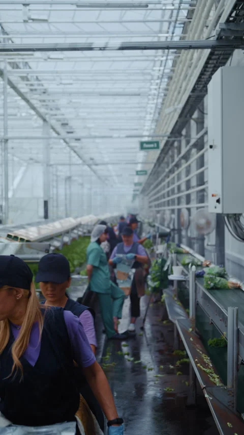 Industrial Lettuce Processing on Conveyor in Greenhouse Video stock 313518906