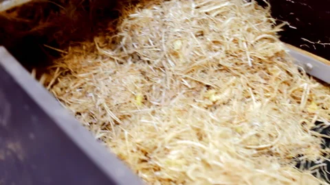 Industrial line. The elevator serves a product for processing into food Stock Footage 194448846