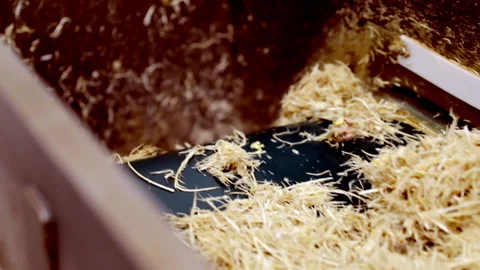 Industrial line. The elevator serves a product for processing into food Stock Footage 194448944