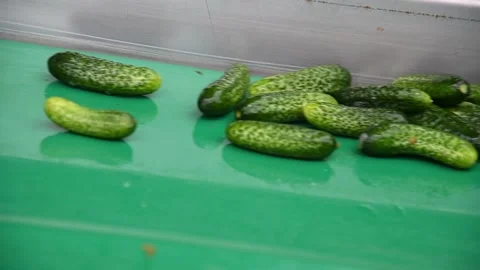 An industrial line for processing and preserving cucumbers 動画素材 156702906