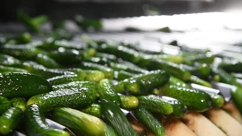 An industrial line for processing and preserving cucumbers 動画素材 160757109