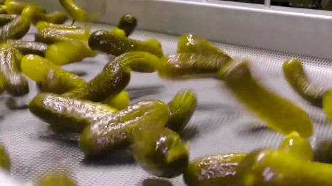 An industrial line for processing and preserving cucumbers Vidéo 237713089