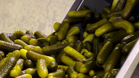 An industrial line for processing and preserving cucumbers 库存影片 237713105