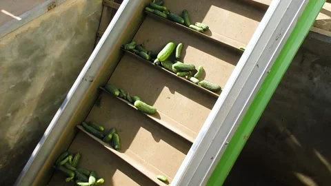 An industrial line for processing and preserving cucumbers Vidéo 254339678