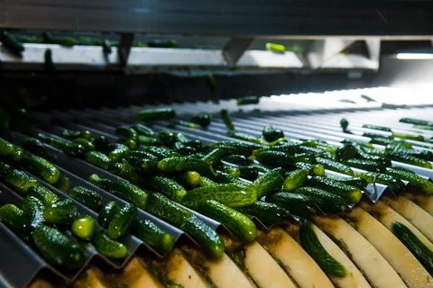 An industrial line for processing and preserving cucumbers Stock Photos