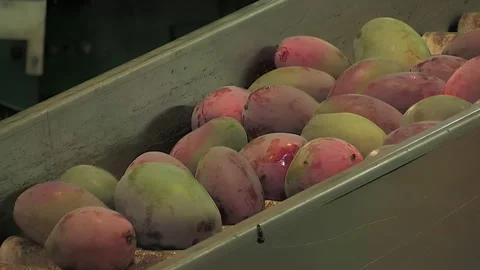 Industrial line of processing of fruit with mango just harvested Stock Footage 254330648