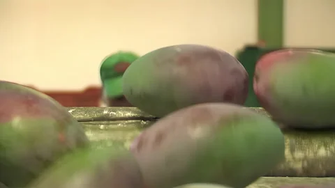 Industrial line of processing of fruit with mango Stock Footage 254331012