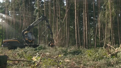 Industrial logging as a large logging machine chops down a pine forest Видео 138875737