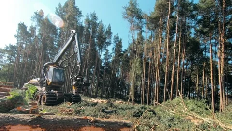 Industrial logging as a large logging machine travels through a clearing in a Video stock 138875871
