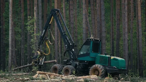 Industrial Logging Vehicle Processing Forest Tree During Material Harvesting Stock Footage 278174013