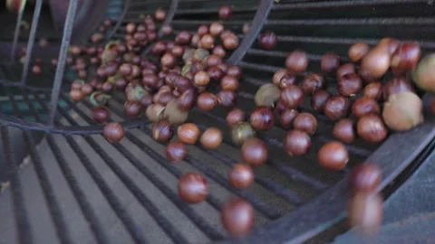 Industrial macadamia nut sorting machine processing harvest Stock Footage 334572585