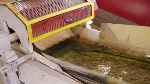 Industrial machine processing fresh tea leaves Stock Footage 290488469