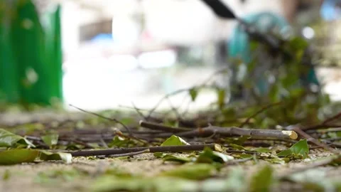 An industrial machine separatesv leaves from their branches  Stock Footage 311582671