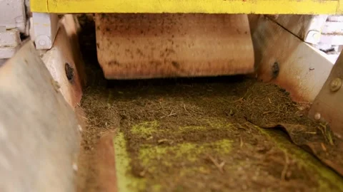 Industrial machine sorting tea leaves on conveyor belt, factory of Munnar, India 스톡 동영상 290785739