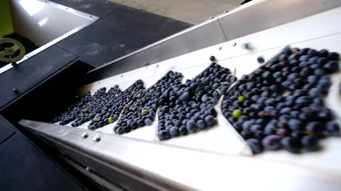 Industrial olive washing and sorting machine at production facility Stock-Footage 328426623