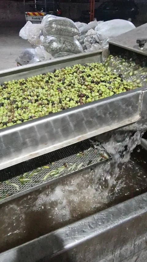 Industrial Olive Washing Process for Extra Virgin Olive Oil Production Stock Footage 317088883