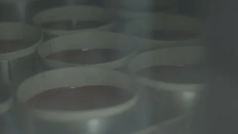 Industrial Oven Interior with Rows of Red Velvet Cakes Baking in Commercial Stock-Footage 325701547