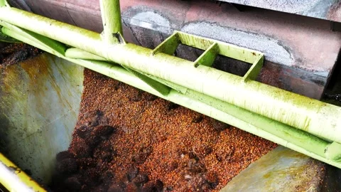 Industrial Palm Oil Fruit Processing, Seed Extraction Stock Footage 336843763