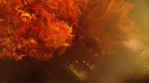 Industrial Palm Oil Processing and Fruit Bunch Shredding Machine 動画素材 331251027