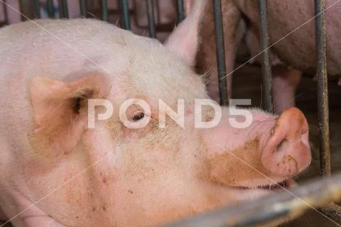 Industrial pigs hatchery to consume its meat Stock Photos