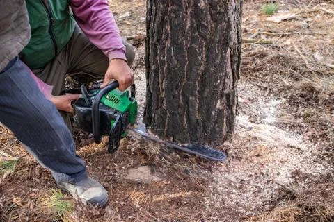 Industrial pine sawing by loggers using a chainsaw Stock Photos