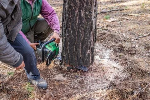 Industrial pine sawing by loggers using a chainsaw Stock Photos