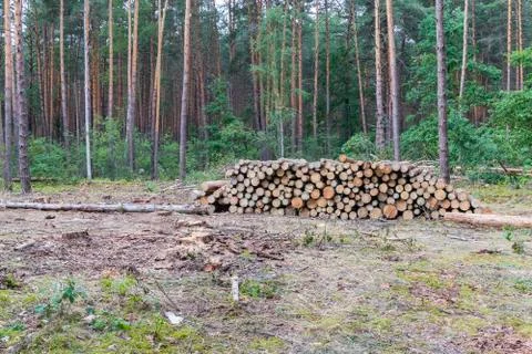 Industrial planned deforestation in spring, fresh green pine lies on the grou Stock Photos