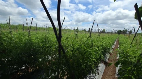Industrial plastic mulch and grid layout on a commercial tomato field with cross Stock Footage 345663283