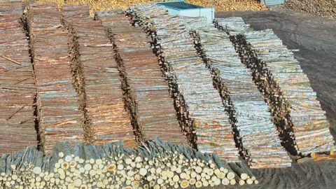 Industrial port log yard: massive stacks of timber and freshly cut logs in Vídeos de archivo 310764588