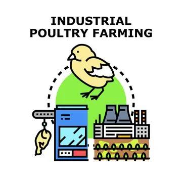 Industrial poultry farming process with chick and factory Stock Illustration