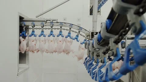Industrial Poultry Processing Line With Chickens Moving On Conveyor System Stock Footage 335952282