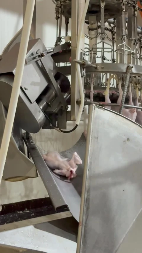 Industrial poultry processing line with chute and conveyor, vertical Stock Footage 345164607