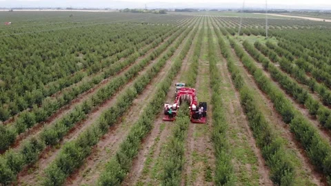 Industrial precision meets nature – a drone’s view of cherry harvest Stock Footage 301788602