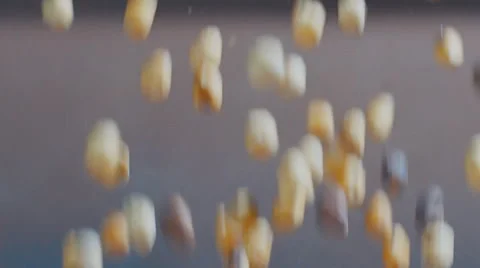 The industrial preparation of roasted hazelnuts Stock Footage 65937829