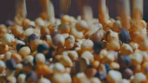The industrial preparation of roasted hazelnuts Stock Footage 65937854