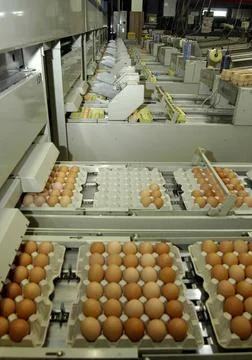 Industrial processing of chicken eggs with machines in a factory industria... Foto stock