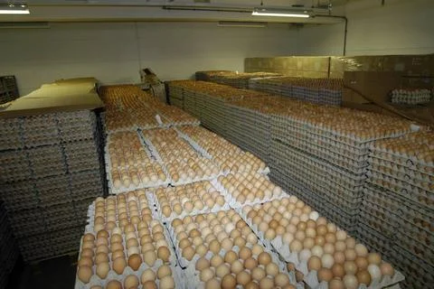  industrial processing of chicken eggs with machines in a factory industri... Foto stock