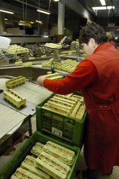  industrial processing of chicken eggs with machines in a factory industri... 스톡 사진