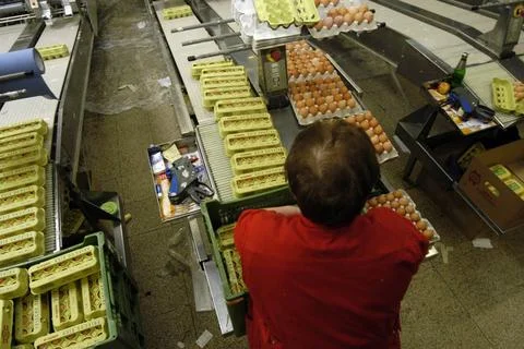  industrial processing of chicken eggs with machines in a factory industri... Stock Photos