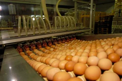 Industrial processing of chicken eggs Stock Photos