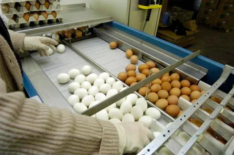 Industrial processing of chicken eggs 스톡 사진