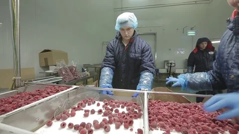 Industrial Processing of Frozen Berries Stock Footage 75409186