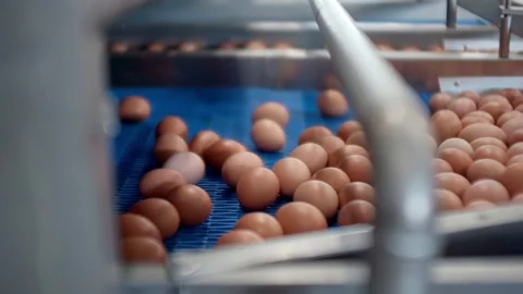Industrial processing of organic brown eggs on the blue conveyor belt Stock Footage 331565917
