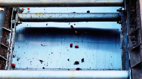 Industrial Processing of Palm Oil Fruit Bunches on Conveyor Belt in Mill Stock Footage 335703974