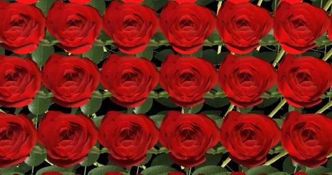 Industrial Processing Red Roses 3d anima... | Stock Video | Pond5