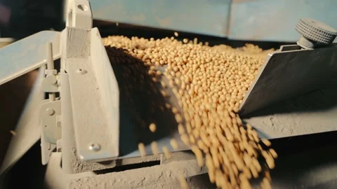 Industrial processing of soybeans. Cleaning for further storage of soybeans. Video stock 155784594