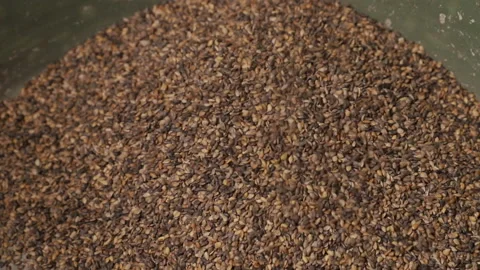 Industrial processing of soybeans. Cleaning for further storage of soybeans. Stock Footage 175871127