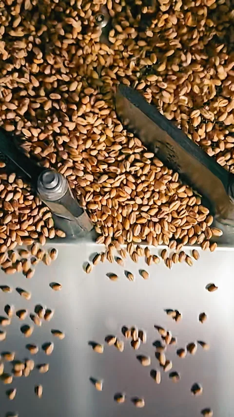 Industrial processing of wheat. Automatic cleaning of wheat for future Stock Footage 318172507