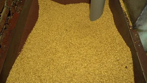 Industrial processing of wheat grains. Cleaning for further storage. Stock Footage 269686986